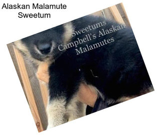 Alaskan Malamute Sweetum