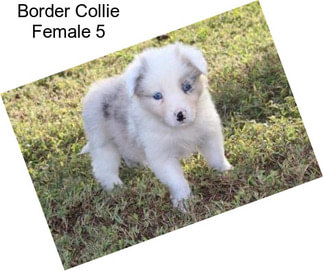 Border Collie Female 5