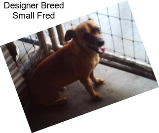 Designer Breed Small Fred