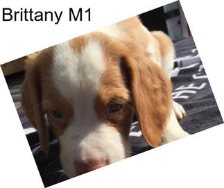 Brittany M1