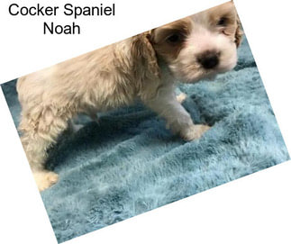 Cocker Spaniel Noah