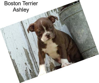 Boston Terrier Ashley