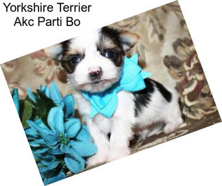 Yorkshire Terrier Akc Parti Bo