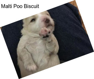 Malti Poo Biscuit