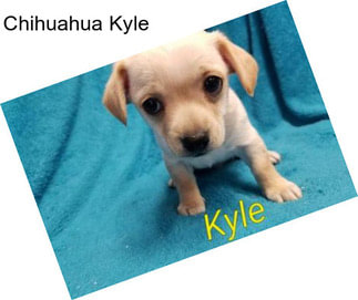 Chihuahua Kyle