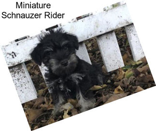 Miniature Schnauzer Rider