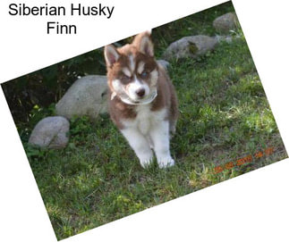 Siberian Husky Finn