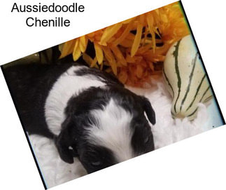 Aussiedoodle Chenille