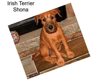 Irish Terrier Shona