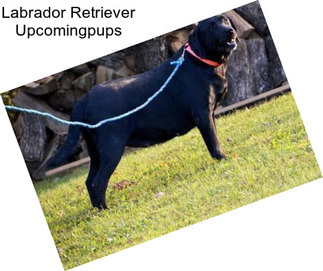 Labrador Retriever Upcomingpups