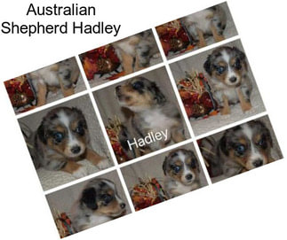 Australian Shepherd Hadley