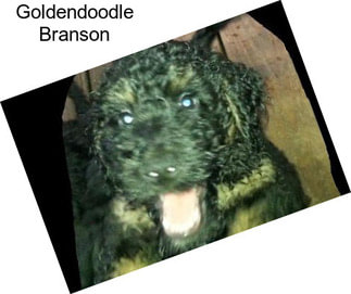 Goldendoodle Branson
