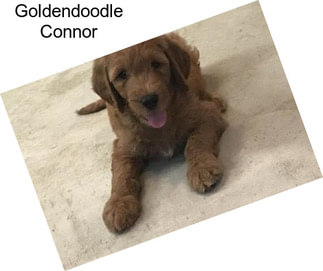 Goldendoodle Connor