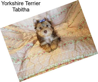 Yorkshire Terrier Tabitha