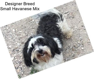 Designer Breed Small Havanese Mix