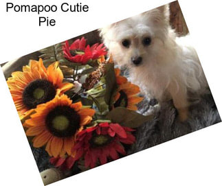 Pomapoo Cutie Pie