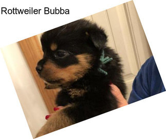 Rottweiler Bubba