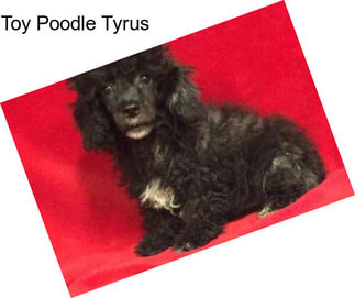 Toy Poodle Tyrus