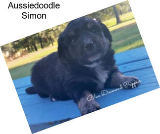 Aussiedoodle Simon