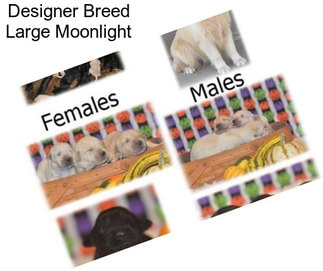 Designer Breed Large Moonlight