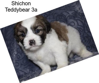 Shichon Teddybear 3a