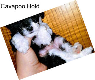 Cavapoo Hold