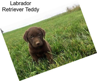 Labrador Retriever Teddy