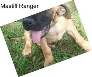 Mastiff Ranger