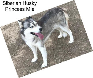 Siberian Husky Princess Mia