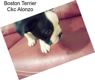 Boston Terrier Ckc Alonzo