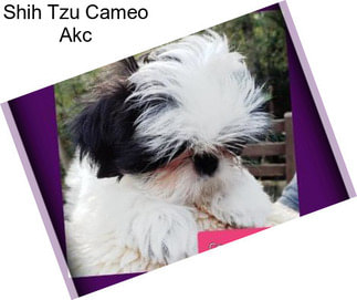 Shih Tzu Cameo Akc