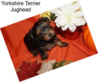 Yorkshire Terrier Jughead