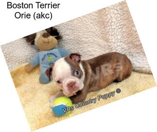 Boston Terrier Orie (akc)