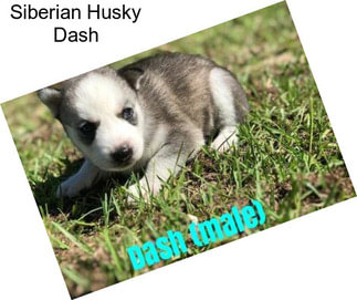 Siberian Husky Dash