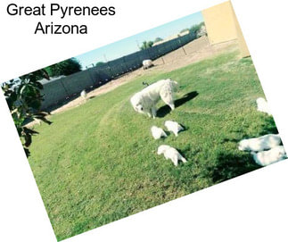 Great Pyrenees Arizona