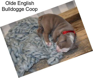 Olde English Bulldogge Coop