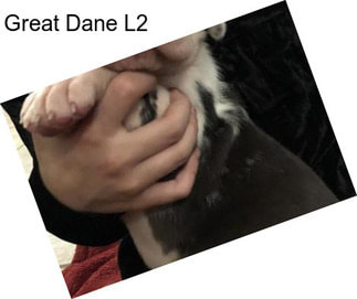 Great Dane L2