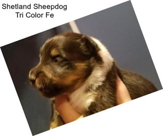 Shetland Sheepdog Tri Color Fe