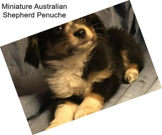 Miniature Australian Shepherd Penuche