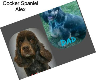 Cocker Spaniel Alex