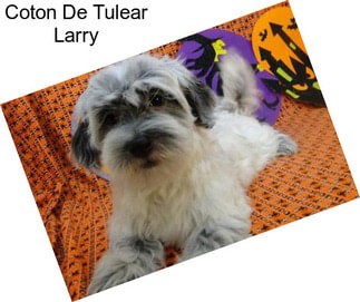 Coton De Tulear Larry