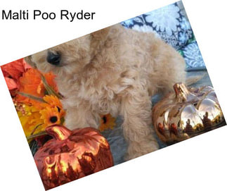 Malti Poo Ryder