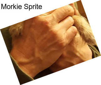 Morkie Sprite