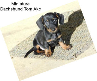 Miniature Dachshund Tom Akc