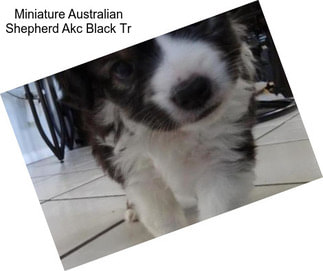 Miniature Australian Shepherd Akc Black Tr