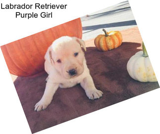 Labrador Retriever Purple Girl