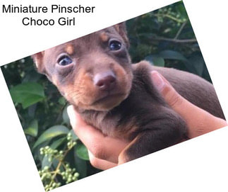 Miniature Pinscher Choco Girl