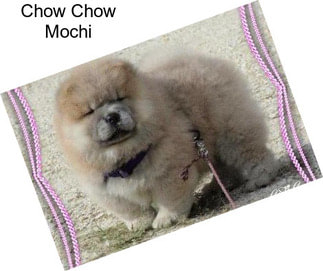 Chow Chow Mochi