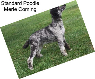 Standard Poodle Merle Coming