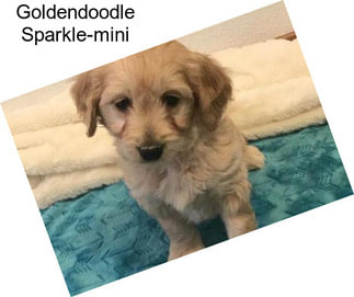 Goldendoodle Sparkle-mini